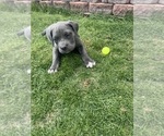 Puppy Puppy 6 Cane Corso
