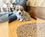 Small #2 Pembroke Welsh Corgi