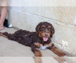 Small Photo #5 Bernedoodle Puppy For Sale in CARLOCK, IL, USA