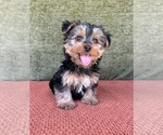 Small #2 Yorkshire Terrier