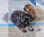Puppy Meeka Shih Tzu