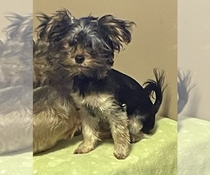 Yorkshire Terrier Puppy for sale in JOHNSTOWN, PA, USA