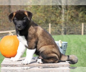 Akita Puppy for sale in FREDERICKSBG, OH, USA