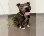 Small American Pit Bull Terrier