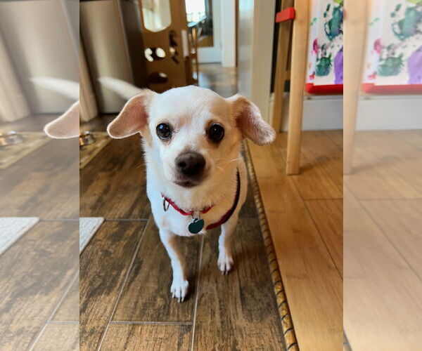 Medium Photo #3 Rat-Cha Puppy For Sale in San Francisco, CA, USA