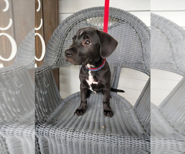 Medium Photo #3 Mutt Puppy For Sale in Evansville, IN, USA