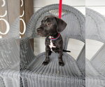 Small #2 Mutt