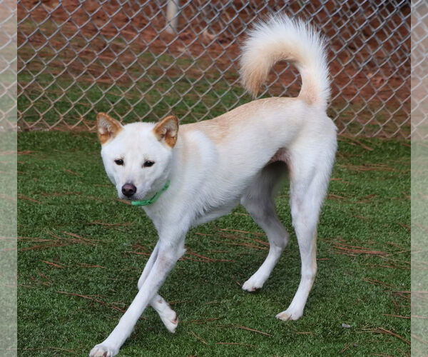 Medium Photo #2 Mutt Puppy For Sale in Rockaway, NJ, USA