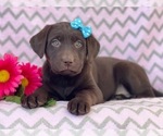 Small Photo #12 Labrador Retriever Puppy For Sale in LAKELAND, FL, USA