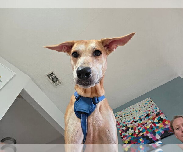 Medium Photo #2 German Shepherd Dog-Great Dane Mix Puppy For Sale in Bullard, TX, USA