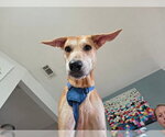 Small #1 German Shepherd Dog-Great Dane Mix