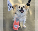 Small #2 Pekingese Mix