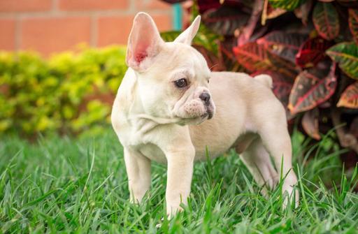Medium Photo #4 Bulldog Puppy For Sale in CUTLER BAY, FL, USA