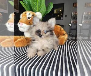 Pomeranian Puppy for sale in FRANKLIN, IN, USA