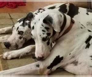 Mother of the Great Dane puppies born on 05/28/2019