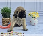 Small #6 Mastiff