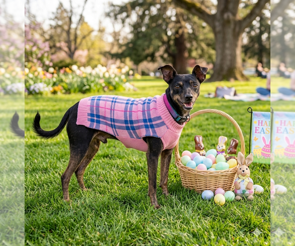 Medium Photo #9 Mutt Puppy For Sale in Vail, AZ, USA