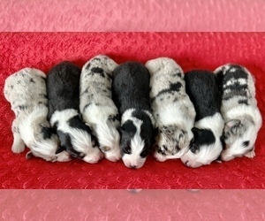 Australian Shepherd Puppy for sale in LODA, IL, USA