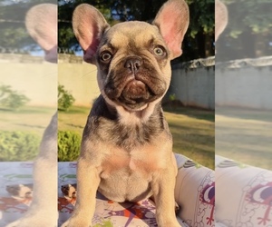 French Bulldog Puppy for sale in MARINA DEL REY, CA, USA