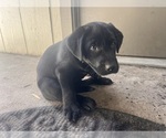 Small #13 Labrador Retriever