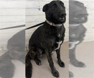 German Shepherd Dog Dogs for adoption in San Bernardino, CA, USA