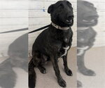 JOURNEY - Female German Shepherd Dog Dog for Adoption - Small photo