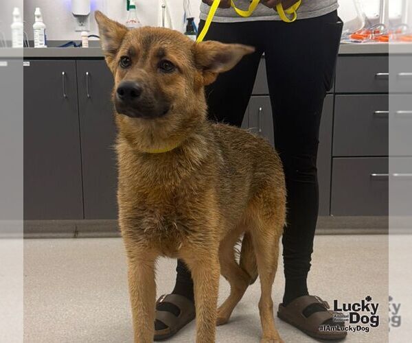 Medium Photo #3 German Shepherd Dog-Unknown Mix Puppy For Sale in Washington, DC, USA