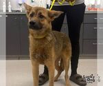 Small #2 German Shepherd Dog Mix