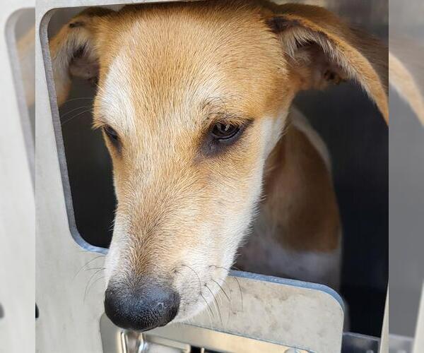 Medium Photo #1 Mutt Puppy For Sale in San Antonio, TX, USA