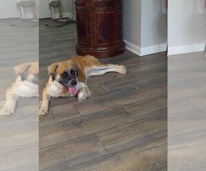 Mother of the Golden Shepherd puppies born on 12/04/2025