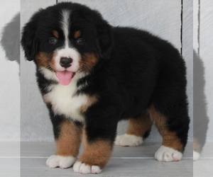 Bernese Mountain Dog Puppy for sale in FREDERICKSBURG, OH, USA