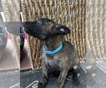 Small #5 Dutch Shepherd Dog