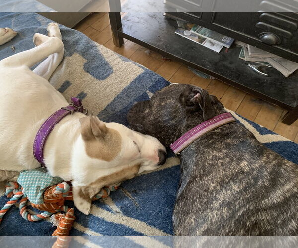 Medium Photo #10 American Staffordshire Terrier-Boxer Mix Puppy For Sale in Arlington, VA, USA
