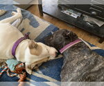 Small #9 American Staffordshire Terrier-Boxer Mix