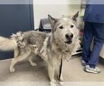 Small Siberian Husky