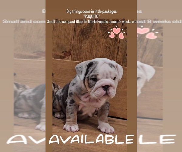 Medium Photo #7 Bulldog Puppy For Sale in HERCULES, CA, USA