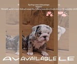 Small Photo #7 Bulldog Puppy For Sale in HERCULES, CA, USA