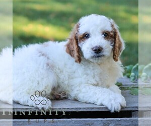 Goldendoodle (Miniature) Puppy for sale in LITITZ, PA, USA