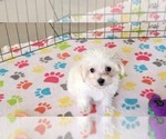 Small #2 Maltipoo (Toy)