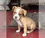 Small #4 Chihuahua Mix