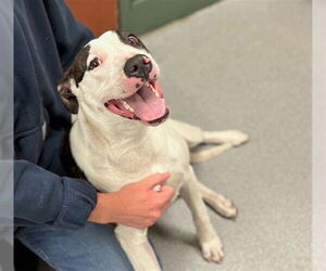 American Pit Bull Terrier Dogs for adoption in Rancho Cucamonga, CA, USA