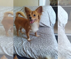 Papillon-Unknown Mix Dogs for adoption in Dana Point, CA, USA