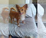 Small Papillon Mix