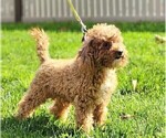 Small Photo #1 Cavapoo Puppy For Sale in EAST EARL, PA, USA