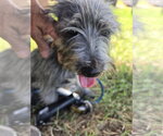Small Photo #2 Cairn Terrier-Unknown Mix Puppy For Sale in Pipe Creek, TX, USA