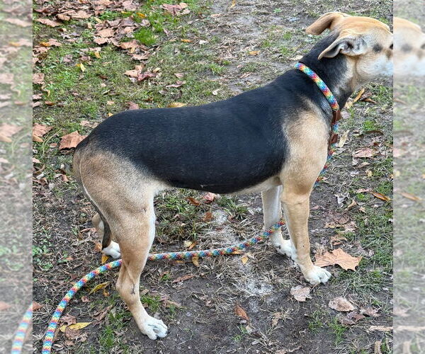 Medium Photo #2 Mutt Puppy For Sale in Tarboro, NC, USA