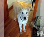 Small #1 Siberian Husky Mix