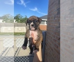 Small Photo #7 Boxer Puppy For Sale in OAK LAWN, IL, USA