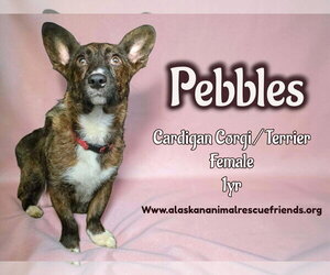 Mutt Dogs for adoption in Anchorage, AK, USA