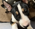 Puppy Coco Bull Terrier